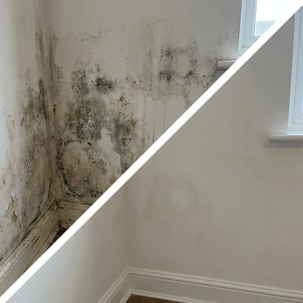Before-and-after mold remediation by Penobscot Cleaning Services in Searsport, ME, showing dangerous black mold before and a clean disinfected wall after